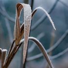 Wintereindrücke am Niederrhein 