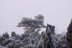 Wintereinzug im Wachholderwald