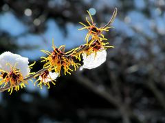 Winterende/Frühlingsanfang