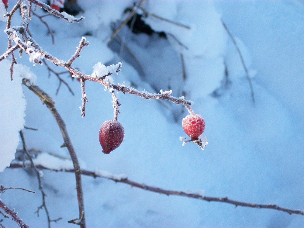 winterentdeckungen