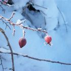 winterentdeckungen