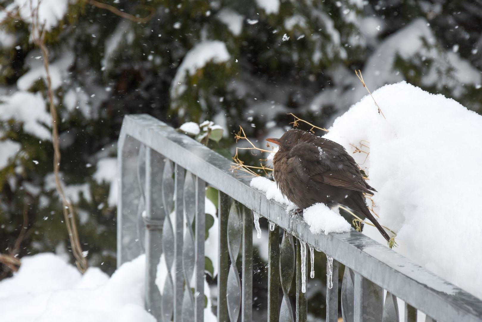 Wintererinnerung