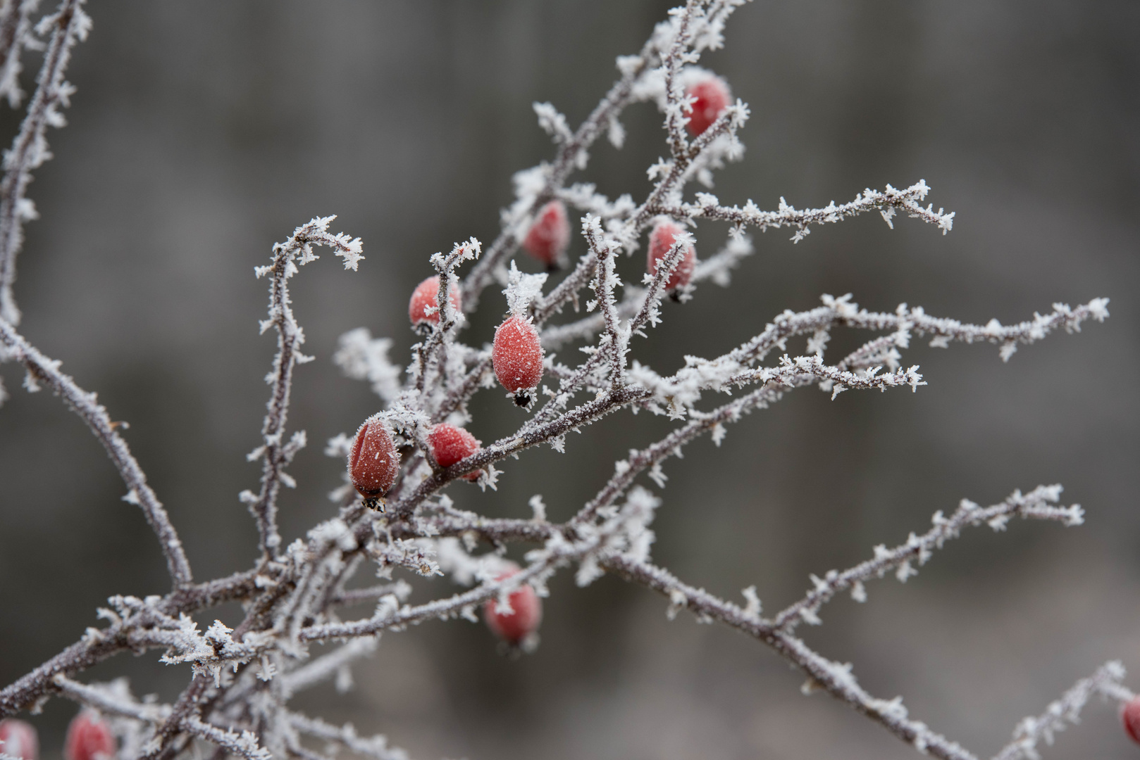 Winterfarbe