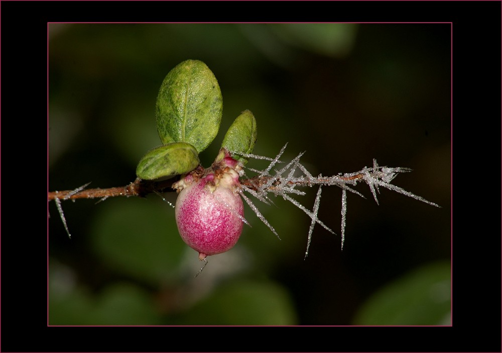 Winterfarbe