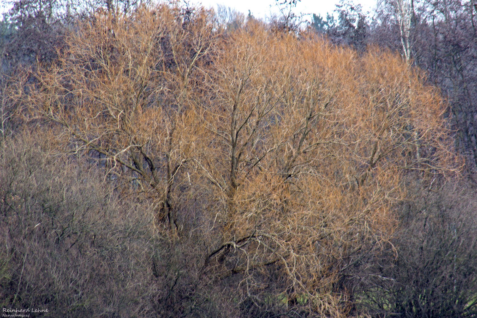 Winterfarben