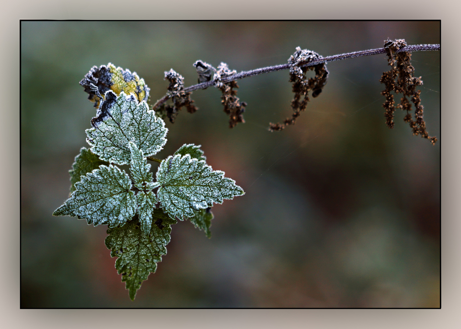 Winterfarben