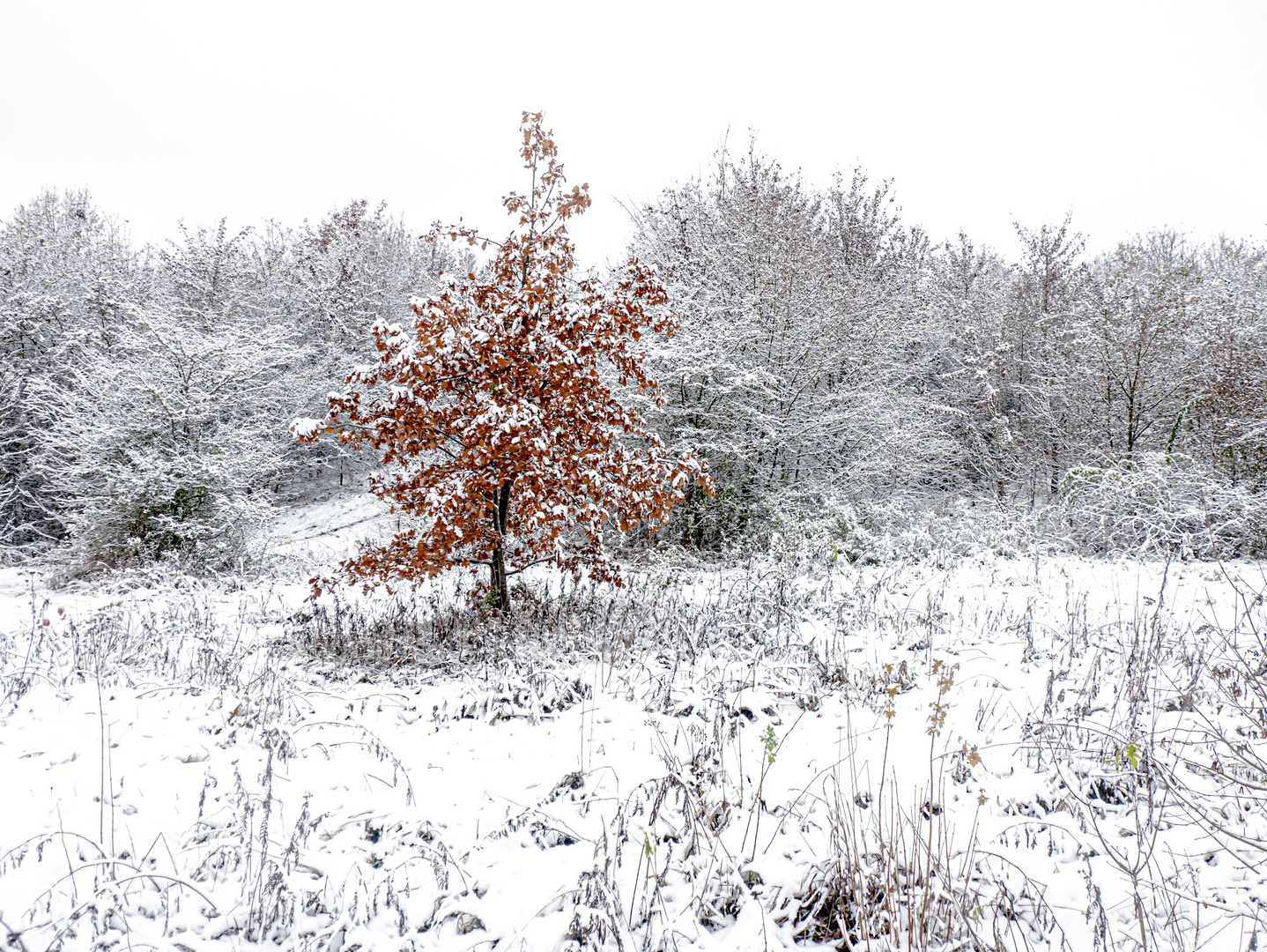 Winterfarben 