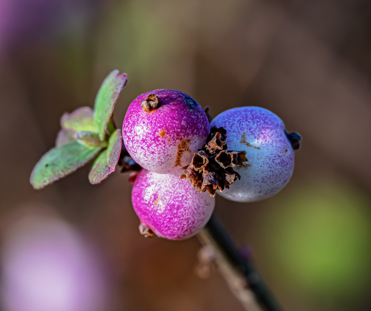 Winterfarben