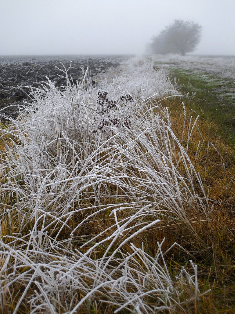 Winterfarben auf dem Feld...