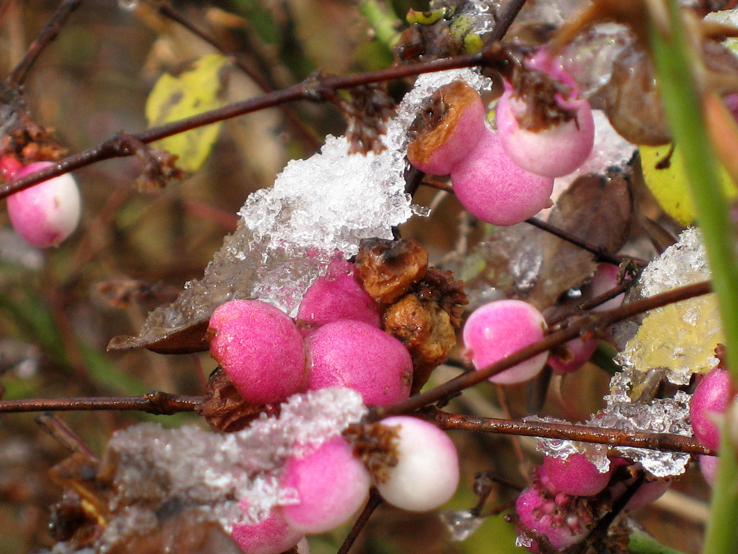 Winterfarben