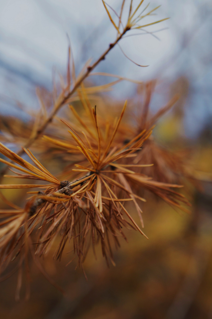 Winterfarben