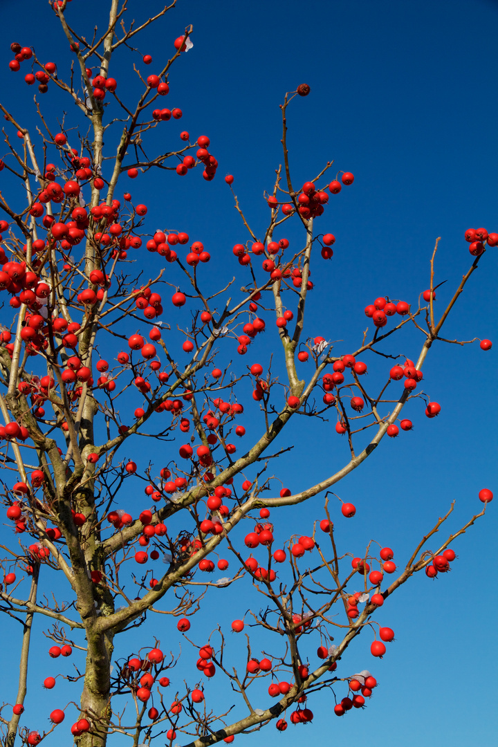 Winterfarben