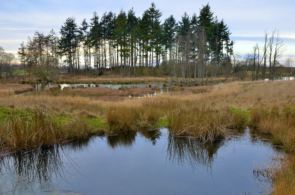 Winterfarben im Moor