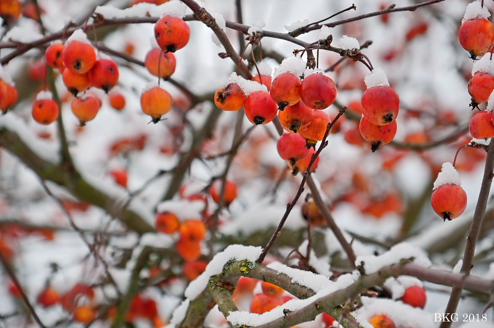 Winterfarbenoracht