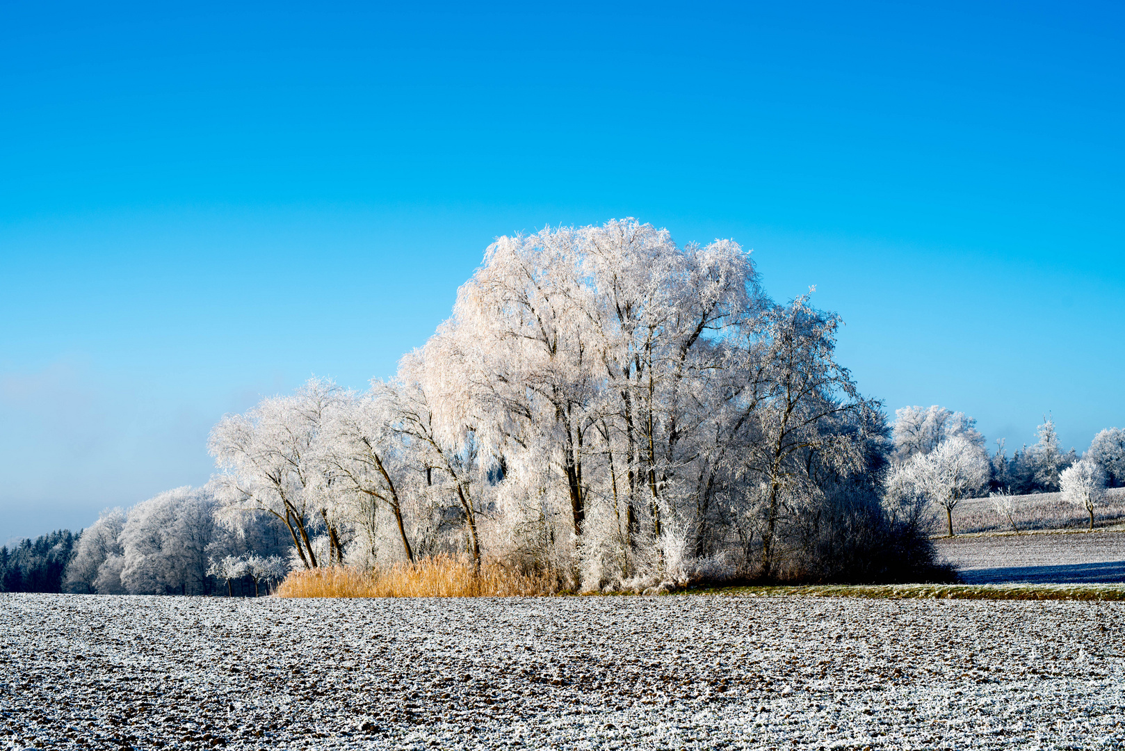 Winterfarbenpracht