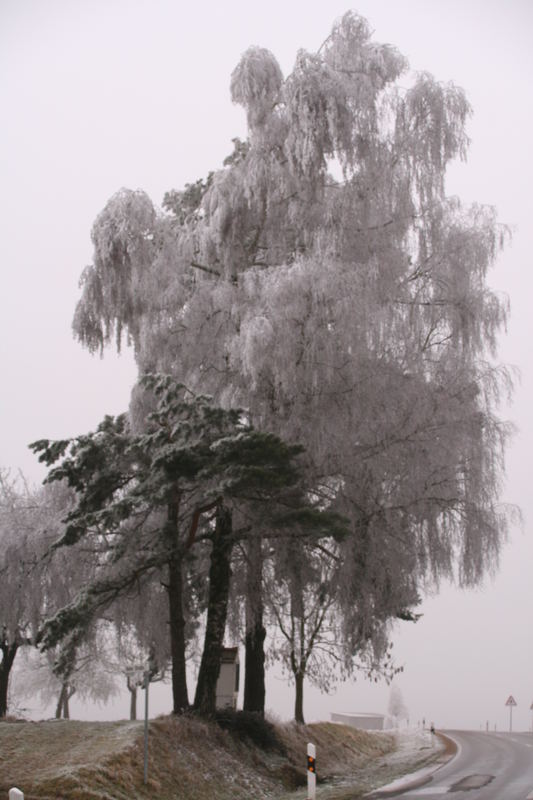 Winterfeeling? Aufgenommen am 27.12.06