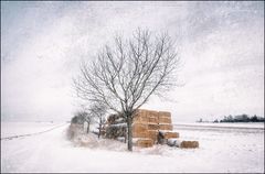Winterfeld