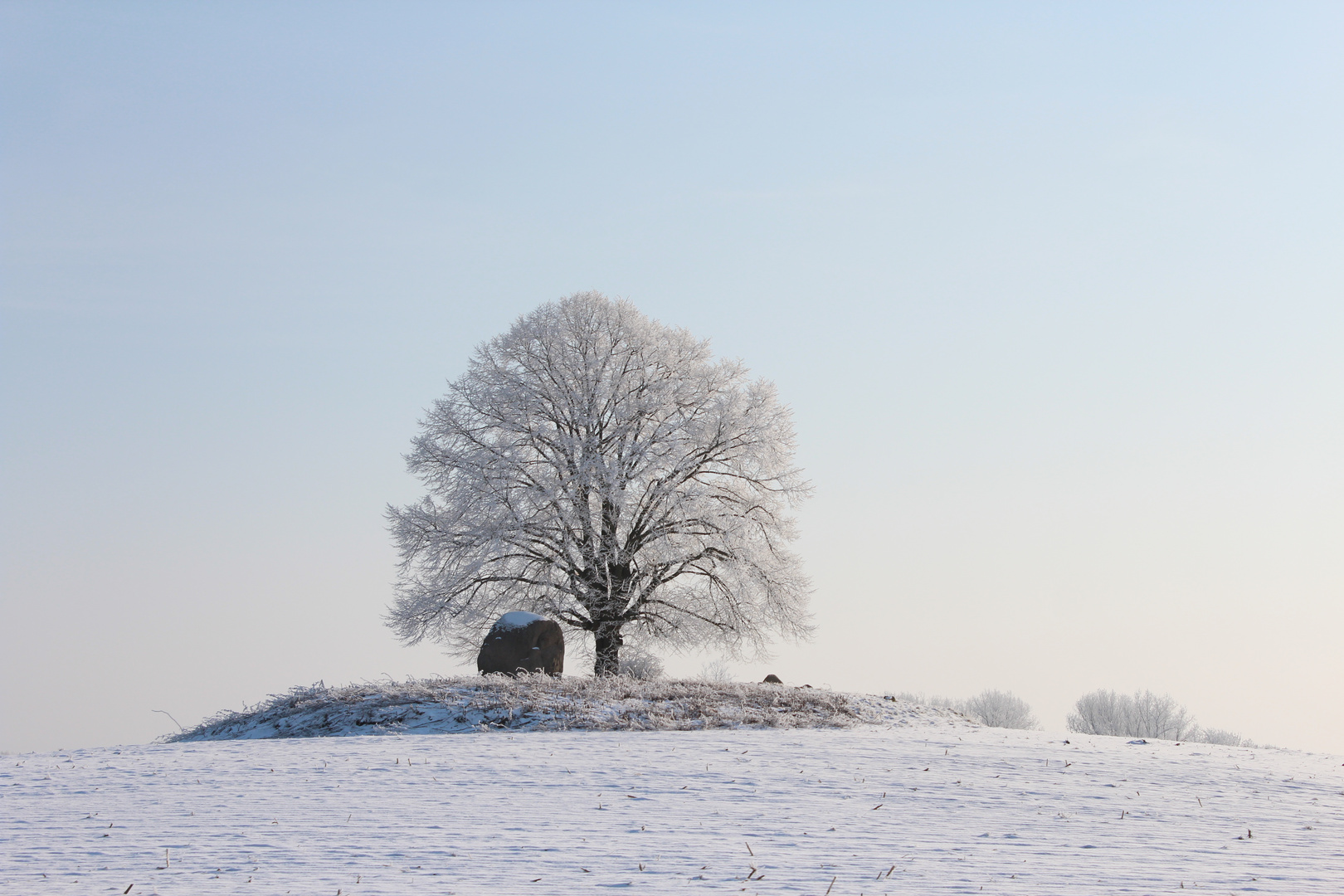 Winterfeld - Winterbaum