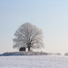 Winterfeld - Winterbaum