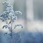 Winterflausch _#1