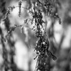 Winterflora #3