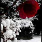 winterflower. 1