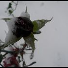 winterflower. 2