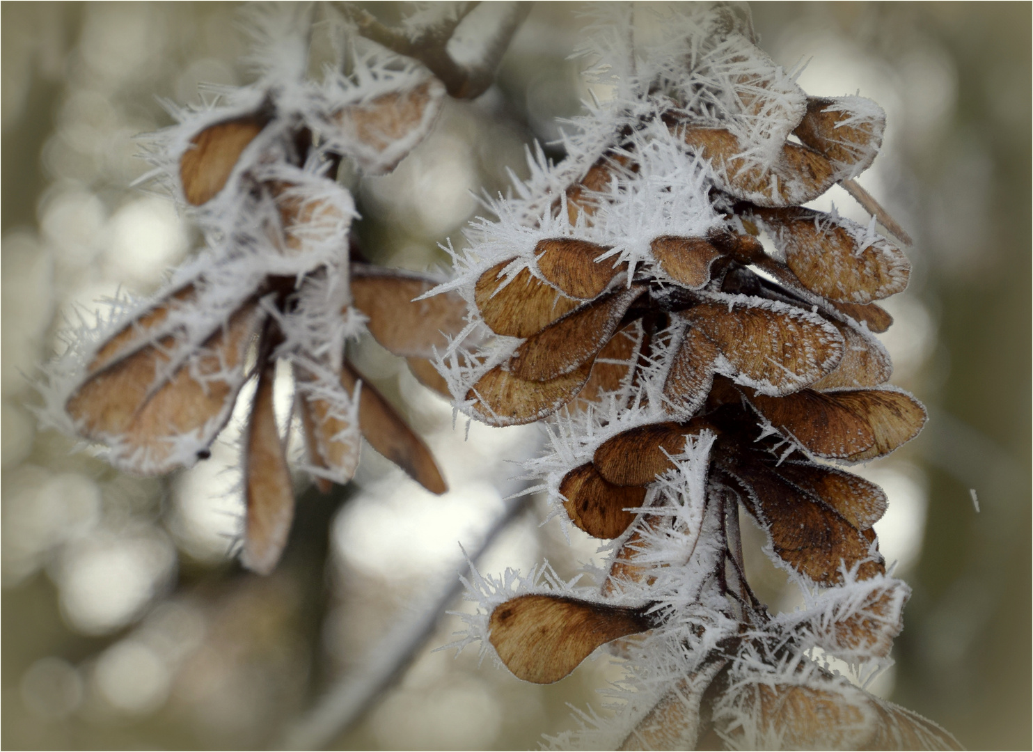 ..Winterflüstern..