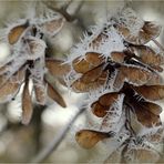 ..Winterflüstern..