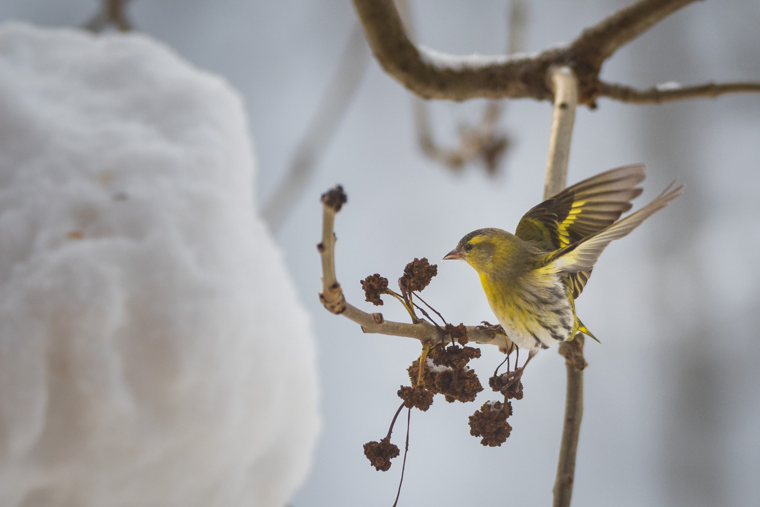 Winterflug