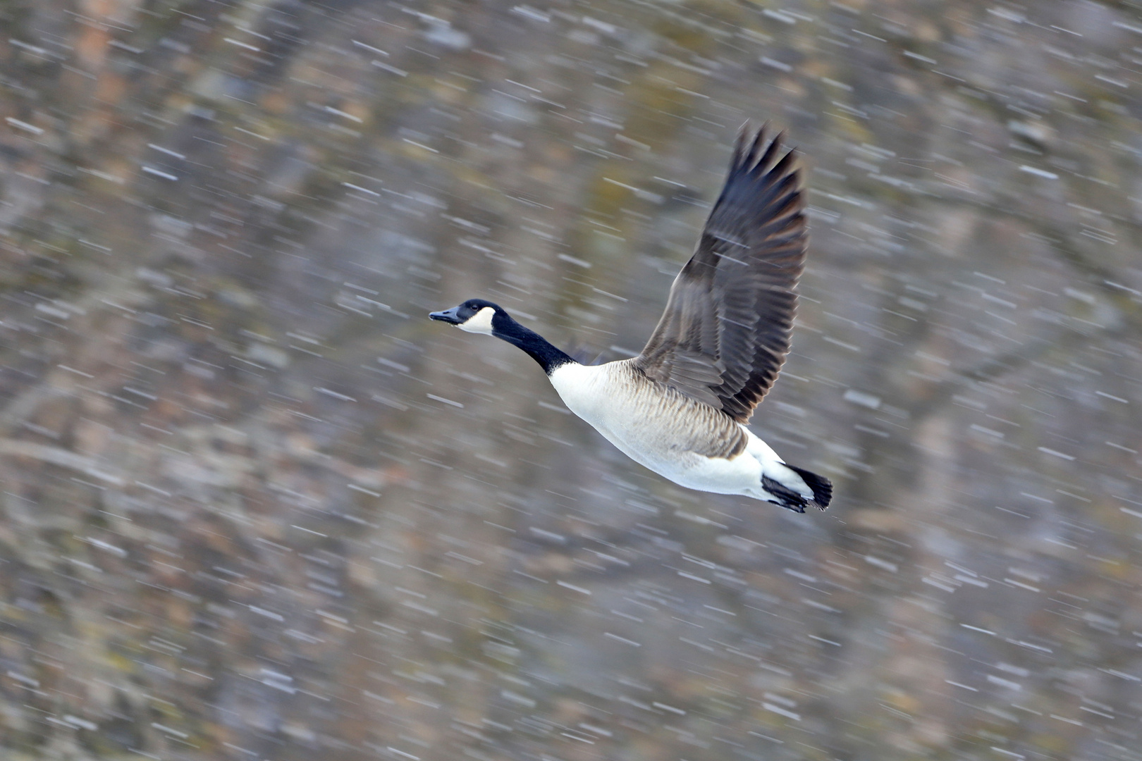 Winterflug