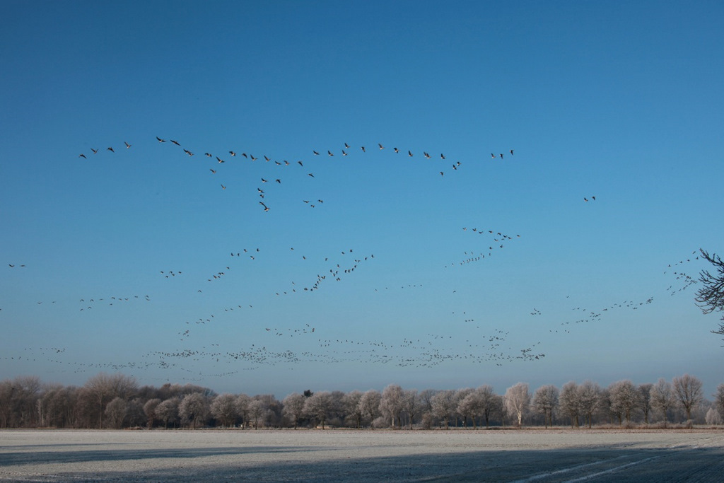 Winterflug