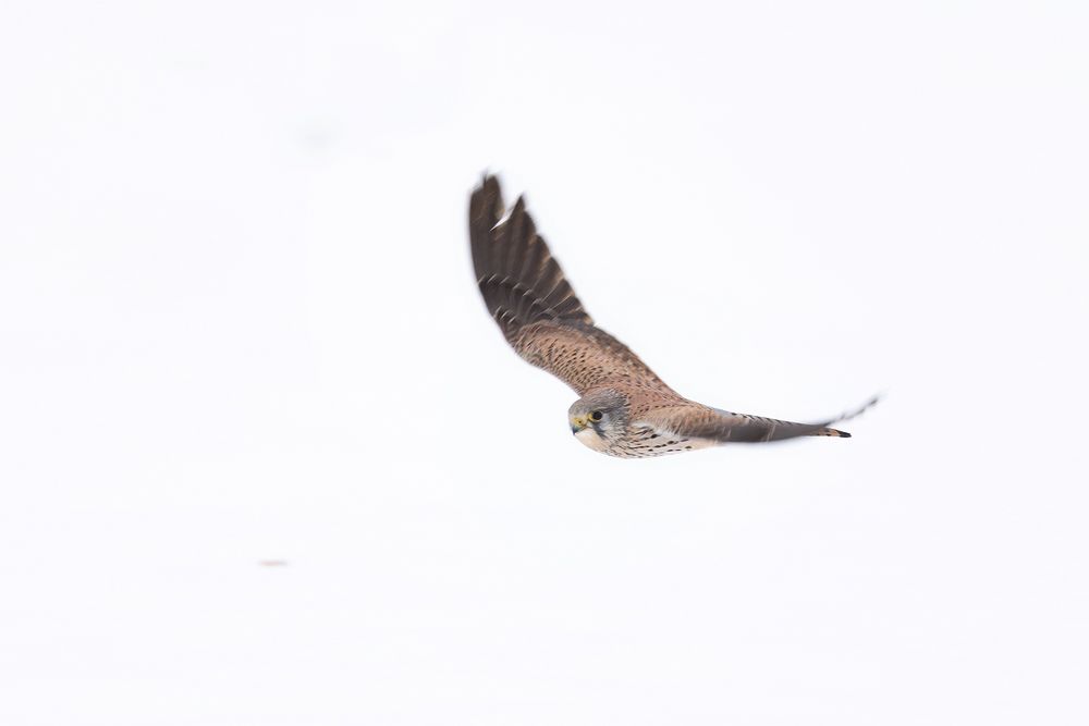 Winterflug(1)