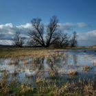 Winterflut an der Elbe