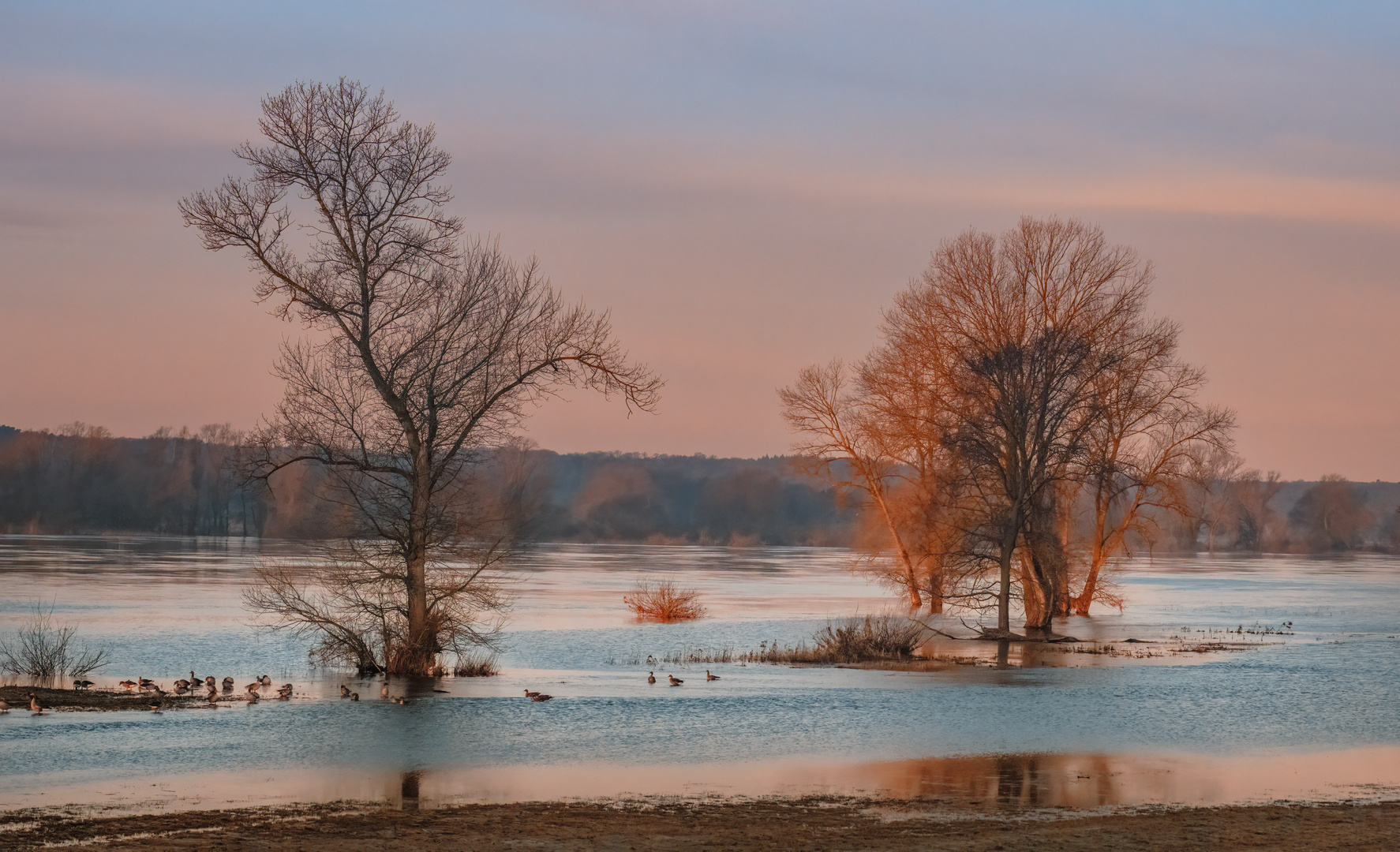 Winterflut an der Elbe