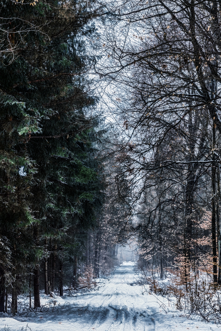 WINTERFOREST