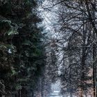 WINTERFOREST