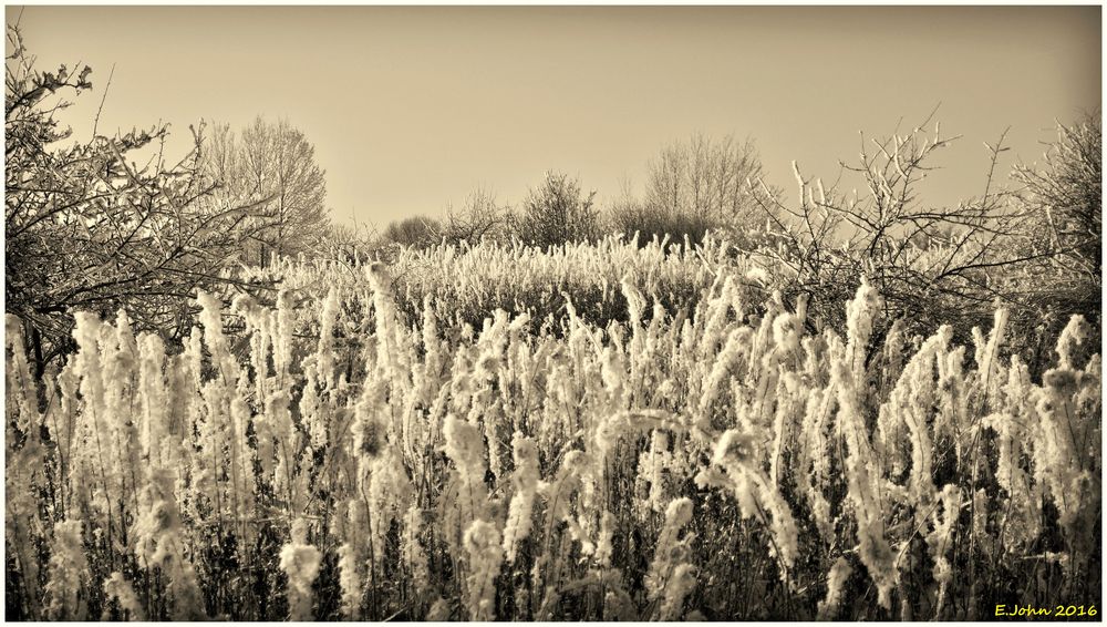 Winterfoto in Monochrom