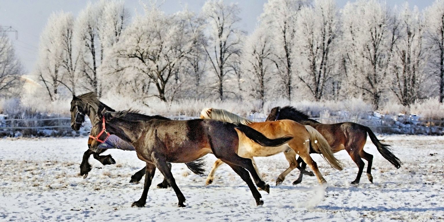 Winterfreude