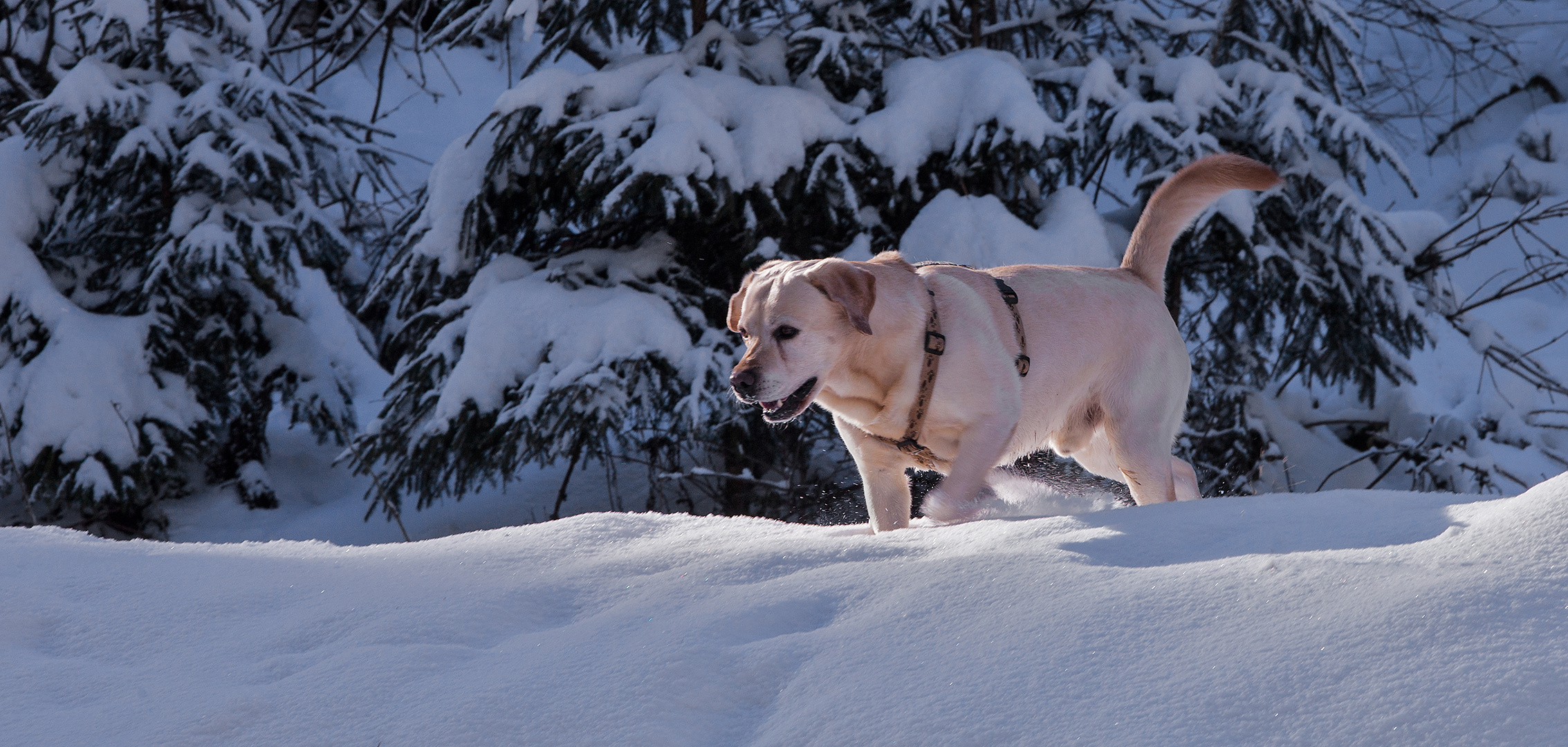 Winterfreude