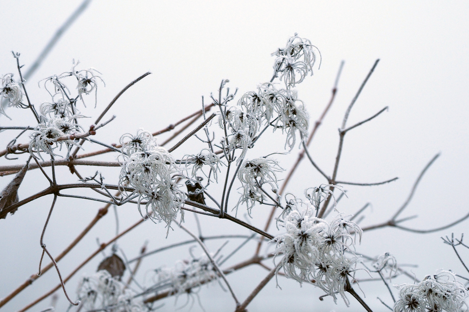 winterfreuden