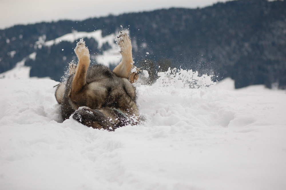 Winterfreuden