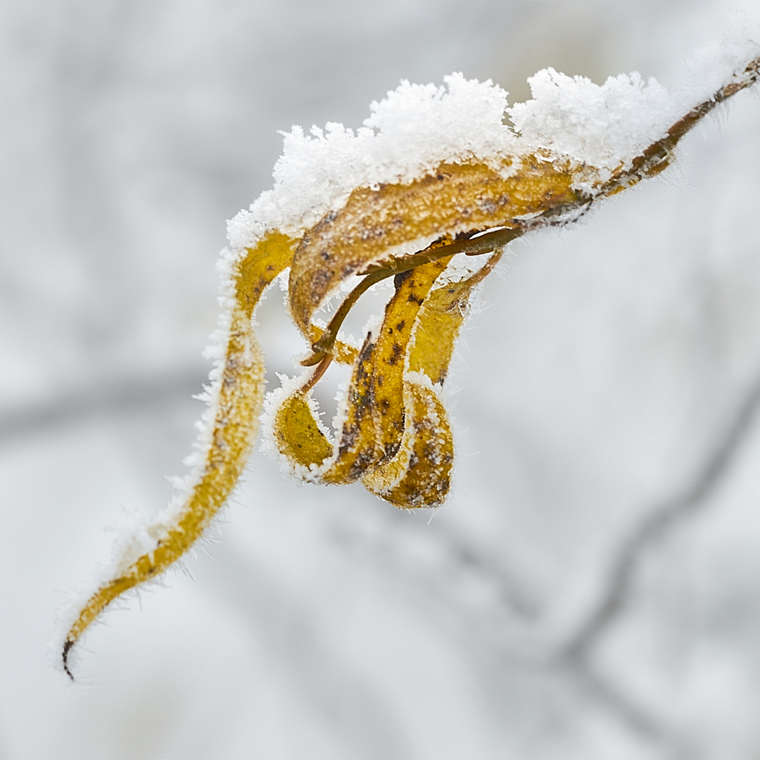 Winterfreuden