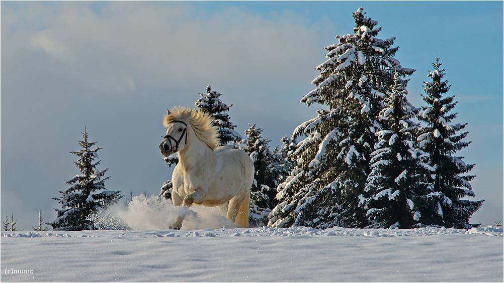 ~ Winterfreuden ~