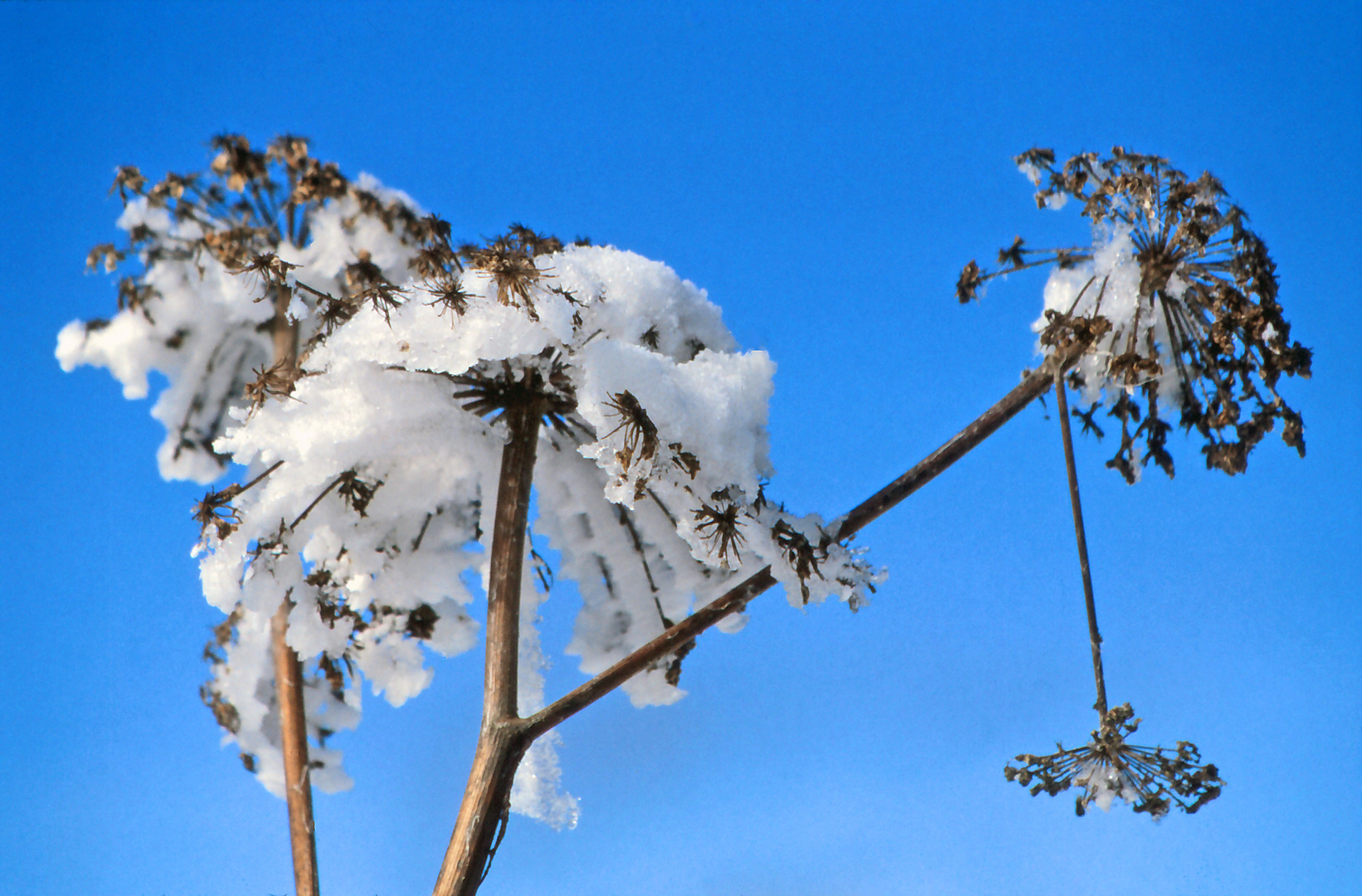 Winterfreuden  