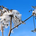 Winterfreuden  