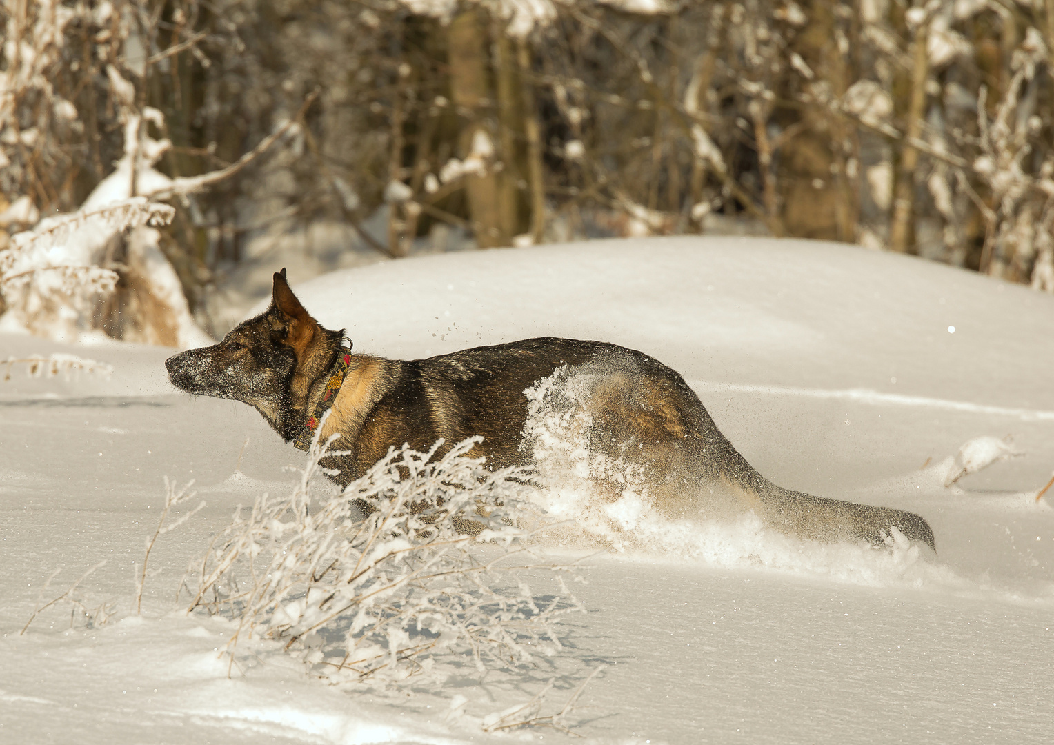 Winterfreuden