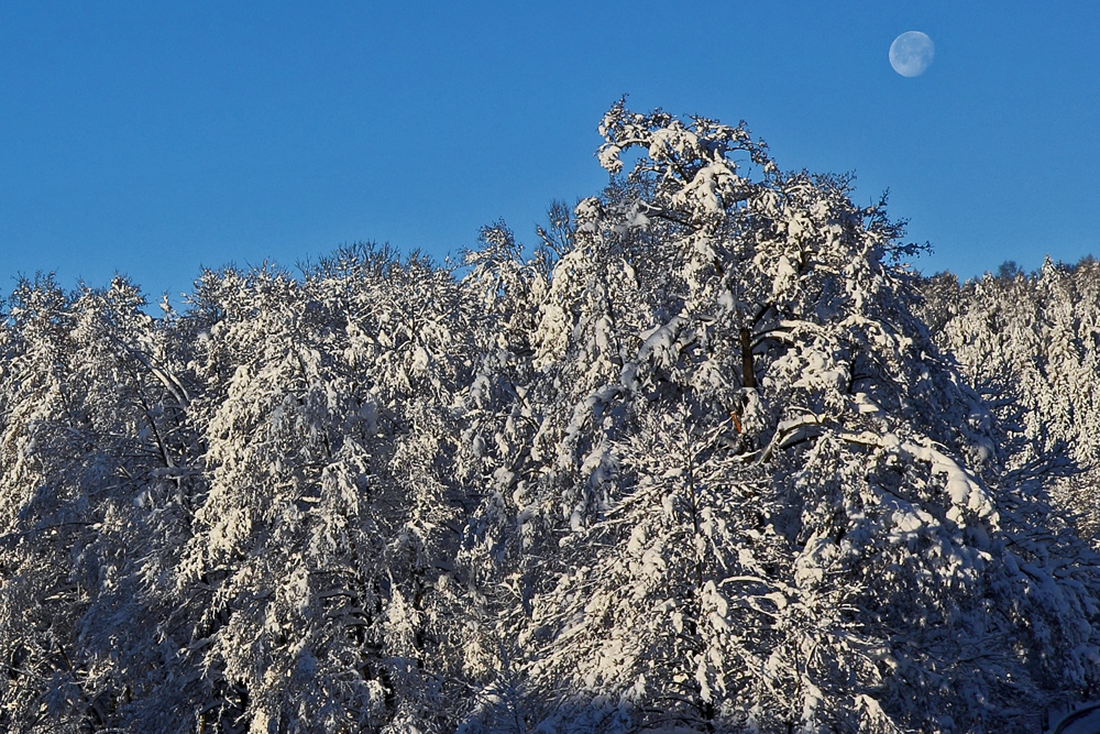 Winterfreuden 4