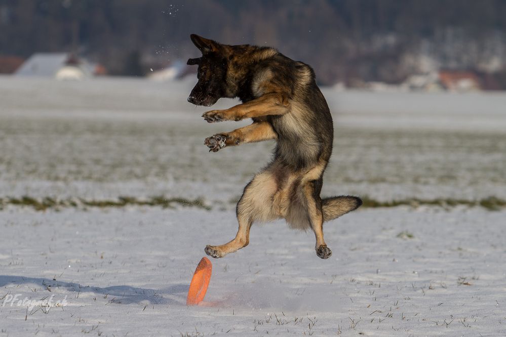 Winterfreuden