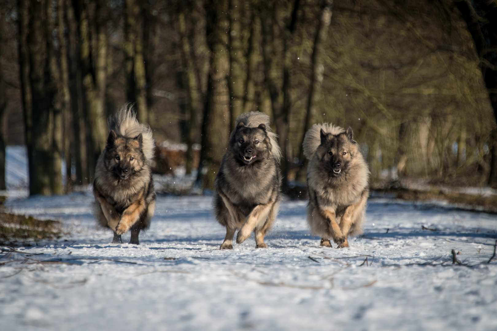 Winterfreuden